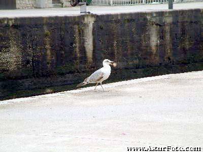 llanes,hoteles en llanes,apartamentos, hotel,alojamientos,vacaciones,dormir,viajar,turismo rural,casas de aldea,casas rurales,casa rural apartamento  