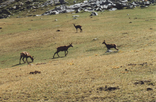 picos de europa, cortesia de J.Picallo, mas fotos en www.picoseuropa.net