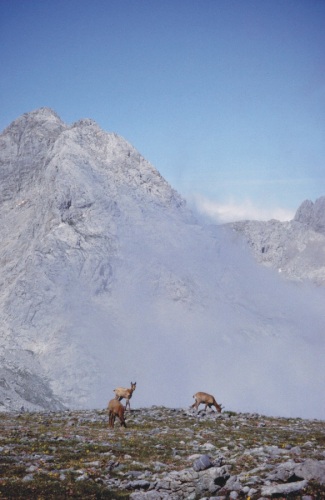 picos de europa, cortesia de J.Picallo, mas fotos en www.picoseuropa.net