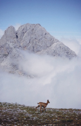 picos de europa, cortesia de J.Picallo, mas fotos en www.picoseuropa.net