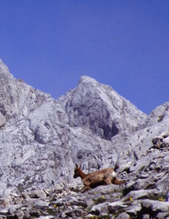 picos de europa, cortesia de J.Picallo, mas fotos en www.picoseuropa.net