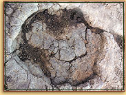Dinosaur print